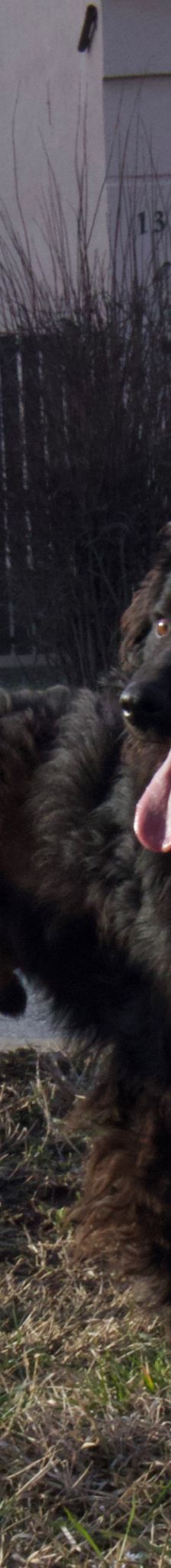 Ozzy – Kroatischer Schäferhund, Männchen, Alter unbekannt, Nordic Strays e.V. – Foto 2