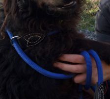 Ozzy – Kroatischer Schäferhund, Männchen, Alter unbekannt, Nordic Strays e.V. – Foto 3