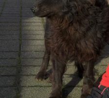 Ozzy – Kroatischer Schäferhund, Männchen, Alter unbekannt, Nordic Strays e.V. – Foto 4