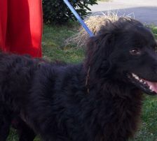 Ozzy – Kroatischer Schäferhund, Männchen, Alter unbekannt, Nordic Strays e.V. – Foto 5