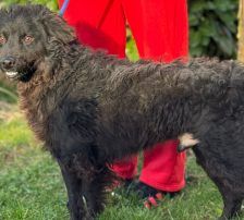 Ozzy – Kroatischer Schäferhund, Männchen, Alter unbekannt, Nordic Strays e.V. – Foto 6