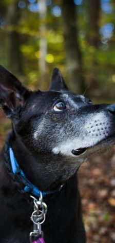 Meiying – Thai Ridgeback (Labrador-Sharpei), Weibchen, 9 Jahre, 70195 Stuttgart-Botnang – Foto 2