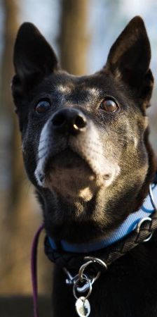 Meiying – Thai Ridgeback (Labrador-Sharpei), Weibchen, 9 Jahre, 70195 Stuttgart-Botnang – Foto 3