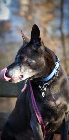 Meiying – Thai Ridgeback (Labrador-Sharpei), Weibchen, 9 Jahre, 70195 Stuttgart-Botnang – Foto 4
