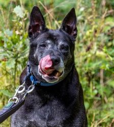 Meiying – Thai Ridgeback (Labrador-Sharpei), Weibchen, 9 Jahre, 70195 Stuttgart-Botnang – Foto 5