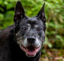 Meiying – Thai Ridgeback (Labrador-Sharpei), Weibchen, 9 Jahre, 70195 Stuttgart-Botnang – Foto 6
