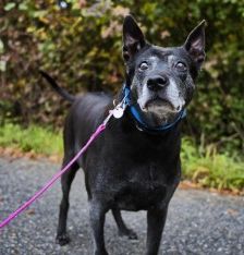 Meiying – Thai Ridgeback (Labrador-Sharpei), Weibchen, 9 Jahre, 70195 Stuttgart-Botnang – Foto 7