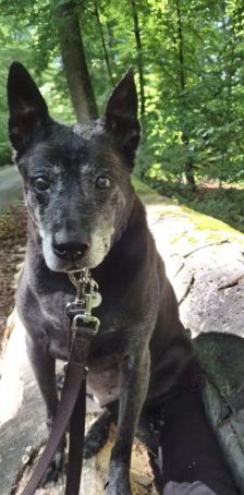 Meiying – Thai Ridgeback (Labrador-Sharpei), Weibchen, 9 Jahre, 70195 Stuttgart-Botnang – Foto 8