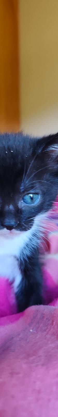 Acai – Katze, Unbekannt, Alter unbekannt, Nordic Strays e.V. – Foto 1