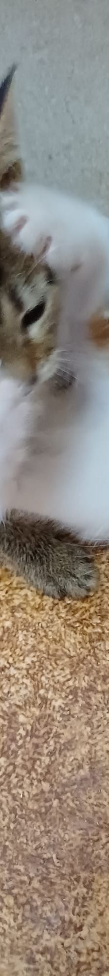 Acai – Katze, Unbekannt, Alter unbekannt, Nordic Strays e.V. – Foto 3