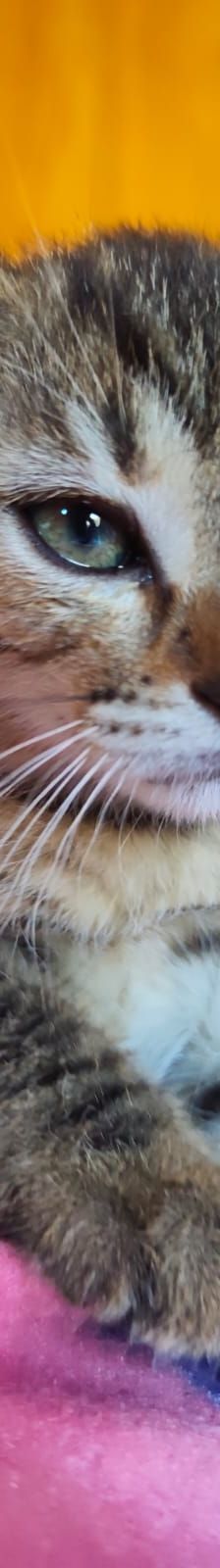 Acai – Katze, Unbekannt, Alter unbekannt, Nordic Strays e.V. – Foto 4