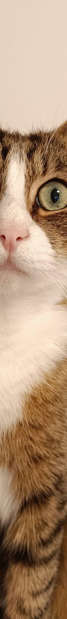 Acai – Katze, Unbekannt, Alter unbekannt, Nordic Strays e.V. – Foto 5