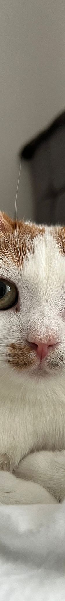 Acai – Katze, Unbekannt, Alter unbekannt, Nordic Strays e.V. – Foto 7