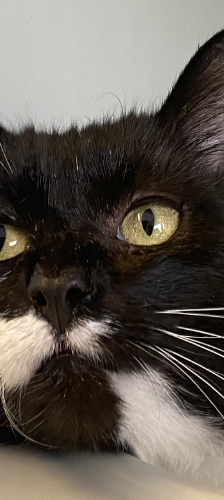 Rönne – Hauskatze, Männchen, 2 Jahre, 28357 Bremen – Foto 1