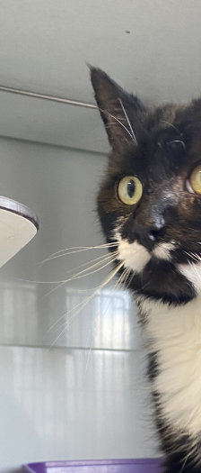 Rönne – Hauskatze, Männchen, 2 Jahre, 28357 Bremen – Foto 2