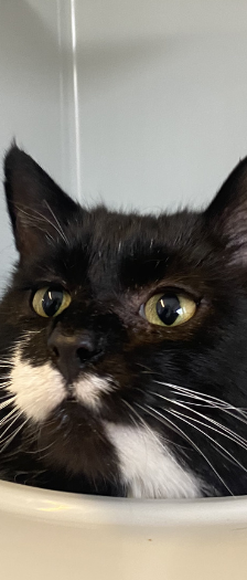 Rönne – Hauskatze, Männchen, 2 Jahre, 28357 Bremen – Foto 3