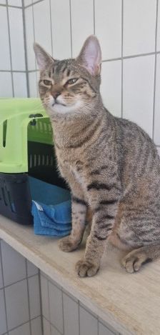 Lewi – EKH, Männchen, 10 Monate, 70195 Stuttgart-Botnang – Foto 2