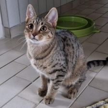 Lewi – EKH, Männchen, 10 Monate, 70195 Stuttgart-Botnang – Foto 3