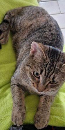 Lewi – EKH, Männchen, 10 Monate, 70195 Stuttgart-Botnang – Foto 4