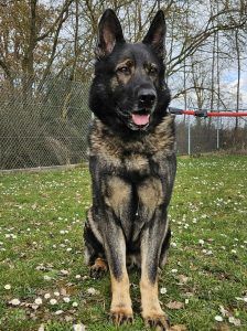 Furado – Schäferhund, Männchen, Alter unbekannt, 97525 Schwebheim – Foto 1