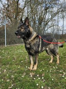 Furado – Schäferhund, Männchen, Alter unbekannt, 97525 Schwebheim – Foto 2