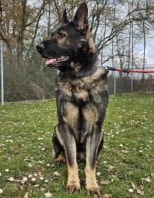 Furado – Schäferhund, Männchen, Alter unbekannt, 97525 Schwebheim – Foto 3
