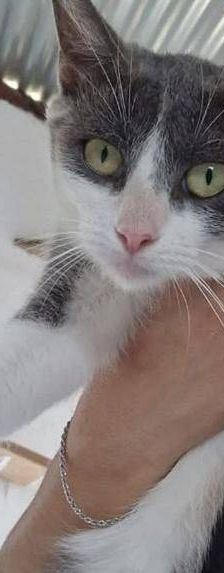 Tule – Europäisch Kurzhaar, Männchen, 5 Jahre, 65520 Bad Camberg – Foto 11