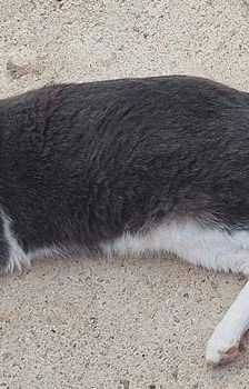 Tule – Europäisch Kurzhaar, Männchen, 5 Jahre, 65520 Bad Camberg – Foto 3