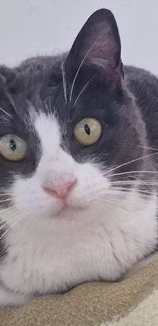 Tule – Europäisch Kurzhaar, Männchen, 5 Jahre, 65520 Bad Camberg – Foto 6