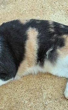 Tule – Europäisch Kurzhaar, Männchen, 5 Jahre, 65520 Bad Camberg – Foto 8