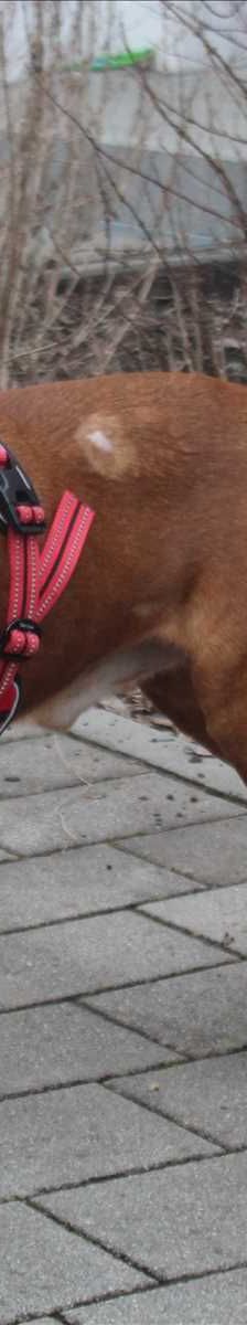 CAP – Jagdhund, Mix, Männchen, 4 Jahre, 81829 München – Foto 1