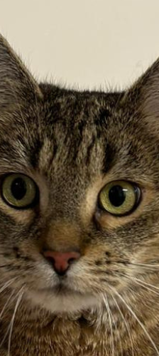 Cheesy – Hauskatze, Weibchen, 1 Jahr, 28357 Bremen – Foto 1