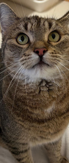 Cheesy – Hauskatze, Weibchen, 1 Jahr, 28357 Bremen – Foto 2