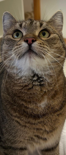 Cheesy – Hauskatze, Weibchen, 1 Jahr, 28357 Bremen – Foto 3