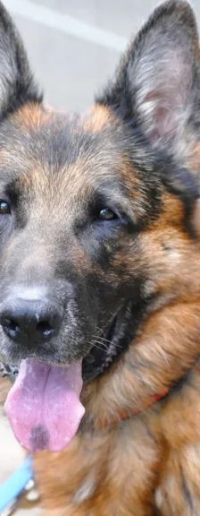 Rio – Deutscher Schäferhund, Männchen, 5 Jahre 7 Monate, 13057 Berlin – Foto 1