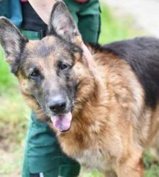 Rio – Deutscher Schäferhund, Männchen, 5 Jahre 7 Monate, 13057 Berlin – Foto 2