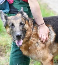 Rio – Deutscher Schäferhund, Männchen, 5 Jahre 7 Monate, 13057 Berlin – Foto 3