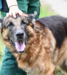 Rio – Deutscher Schäferhund, Männchen, 5 Jahre 7 Monate, 13057 Berlin – Foto 4