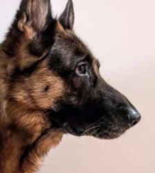 Rio – Deutscher Schäferhund, Männchen, 5 Jahre 7 Monate, 13057 Berlin – Foto 5