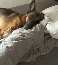 Rio – Deutscher Schäferhund, Männchen, 5 Jahre 7 Monate, 13057 Berlin – Foto 6