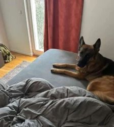 Rio – Deutscher Schäferhund, Männchen, 5 Jahre 7 Monate, 13057 Berlin – Foto 7