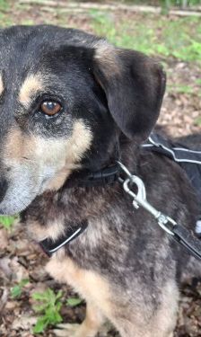 Lena – Mischling, Weibchen, Alter unbekannt, 32758 Detmold – Foto 1