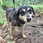 Lena – Mischling, Weibchen, Alter unbekannt, 32758 Detmold – Foto 2