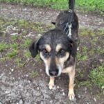 Lena – Mischling, Weibchen, Alter unbekannt, 32758 Detmold – Foto 3