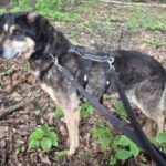 Lena – Mischling, Weibchen, Alter unbekannt, 32758 Detmold – Foto 4