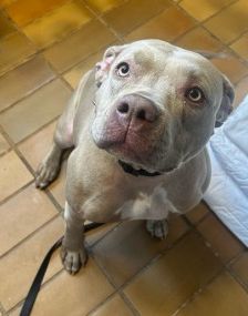 Heidi – Am. Staff.-Mix, Weibchen, 3 Jahre, 70195 Stuttgart-Botnang – Foto 2