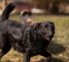 Kim – Mischling, Weibchen, 1 Jahr 1 Monat, Nordic Strays e.V. – Foto 11
