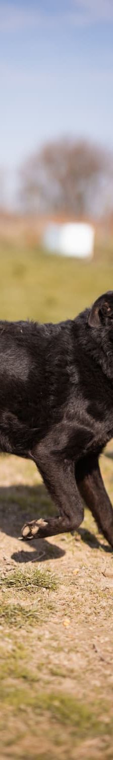 Kim – Mischling, Weibchen, 1 Jahr 1 Monat, Nordic Strays e.V. – Foto 3