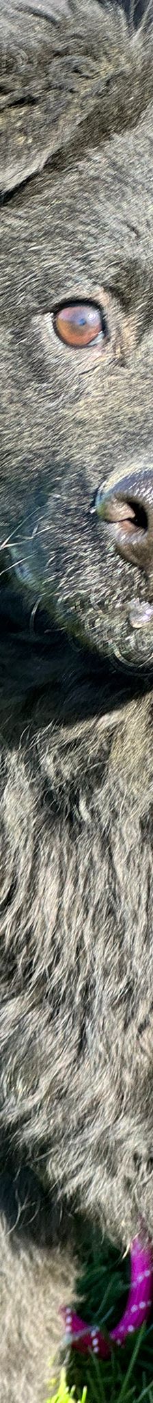 Kim – Mischling, Weibchen, 1 Jahr 1 Monat, Nordic Strays e.V. – Foto 5