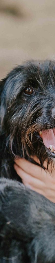 Kim – Mischling, Weibchen, 1 Jahr 1 Monat, Nordic Strays e.V. – Foto 6